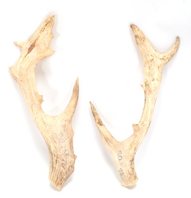Lot 285 - Antlers/Horns: A Pair of Persian Fallow Deer...