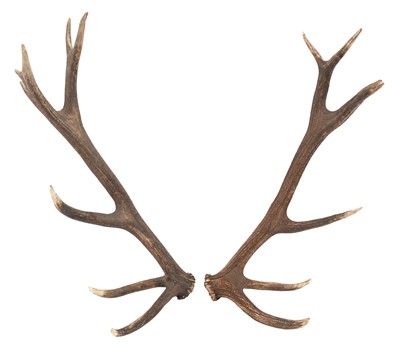 Lot 284 - Antlers/Horns: Hungarian Red Deer Cast Antlers...