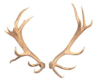 Lot 284 - Antlers/Horns: Hungarian Red Deer Cast Antlers...