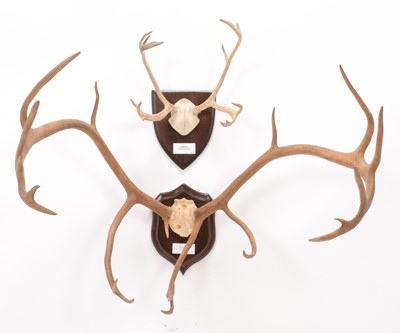 Lot 261 - Antlers/Horns: European Reindeer Antlers...