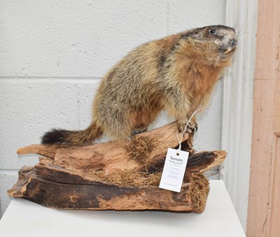 Lot 1140 - Taxidermy: A Group of Countryside Animals,...