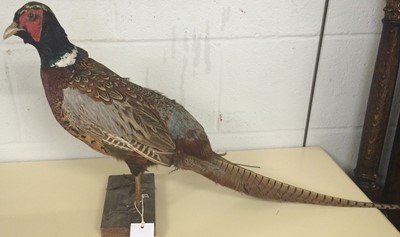 Lot 1154 - Taxidermy: A Group of Countryside Birds, circa...