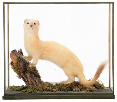 Lot 276 - Taxidermy: A Cased Ermine (Mustela erminea),...