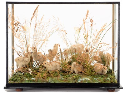 Lot 193 - Taxidermy: A Table Cased Diorama of Pheasant...