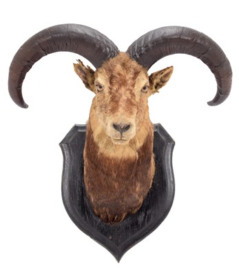 Lot 141 - Taxidermy: Blue Sheep or Bharal (Pseudois...