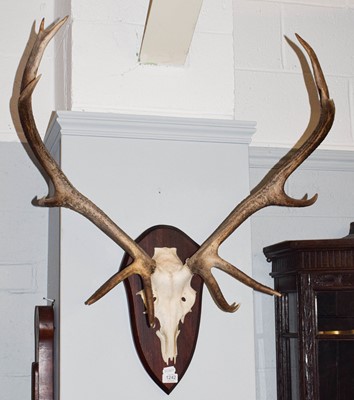 Lot 577 - Antlers/Horns: European Red Deer (Cervus...