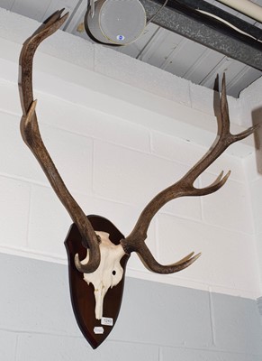 Lot 578 - Antlers/Horns: European Red Deer (Cervus...