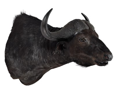 Lot 275 - Taxidermy: Cape Buffalo (Syncerus caffer...