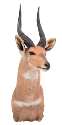 Lot 291 - Taxidermy: Cape Bushbuck (Tragelaphus...