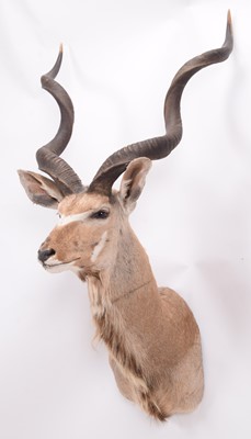 Lot 230 - Taxidermy: Cape Greater Kudu (Strepsiceros...