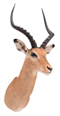 Lot 194 - Taxidermy: Common Impala (Aepyceros melampus),...