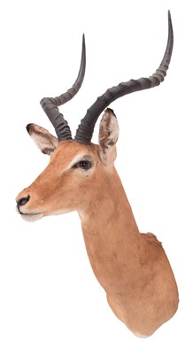 Lot 245 - Taxidermy: Common Impala (Aepyceros melampus),...