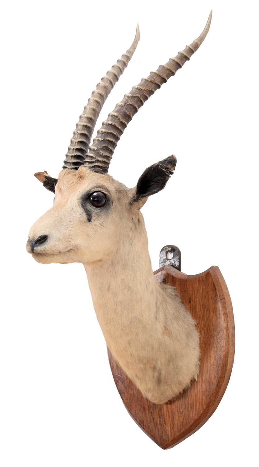 Lot 265 - ~Taxidermy: Thomson's Gazelle (Eudorcas...