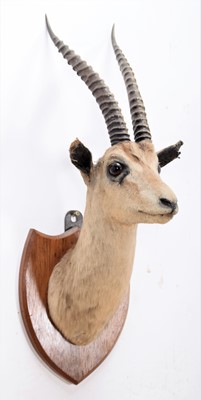 Lot 265 - ~Taxidermy: Thomson's Gazelle (Eudorcas...