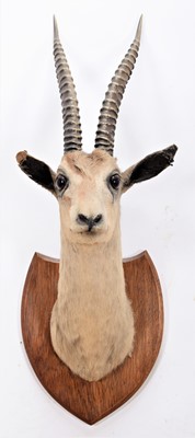 Lot 265 - ~Taxidermy: Thomson's Gazelle (Eudorcas...