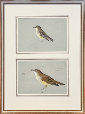 Lot 92 - Archibald Thorburn FZS (1860-1935) Study of Melodious Warbler and Great Reed Warbler