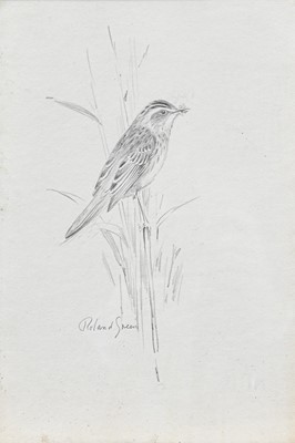 Lot 91 - Archibald Thorburn FZS (1860-1935) Sketch of a falcon, with 2 others similar