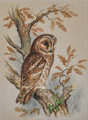 Lot 107 - Paul A. Nicholas (1943-2007). "Tawny Owl", signed gouache, & 2 others