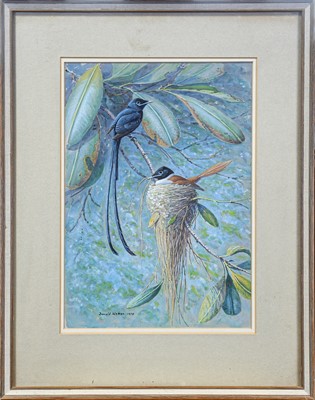 Lot 101 - Donald Watson (1918-2005). Seychelles Paradise flycatcher, 1978