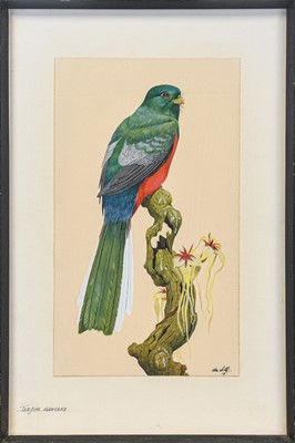 Lot 105 - Kenneth Norman Lilly (1929-1996). Olive-backed three-toed woodpecker & Narina trogon