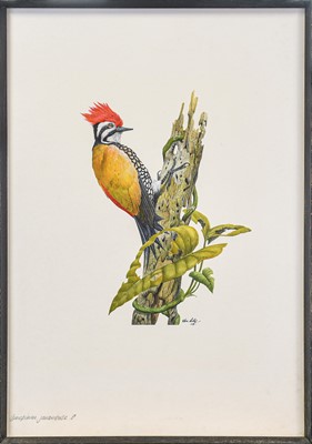 Lot 105 - Kenneth Norman Lilly (1929-1996). Olive-backed three-toed woodpecker & Narina trogon