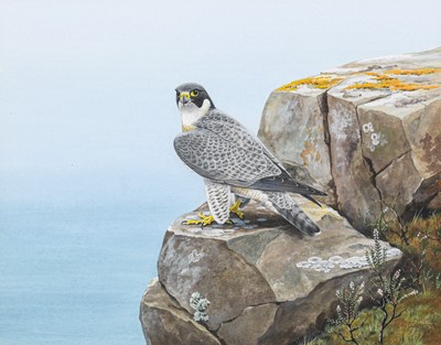 Lot 95 - Bruce Henry SWLA (1918-2011). Peregrine falcon on a rocky outcrop, signed watercolour