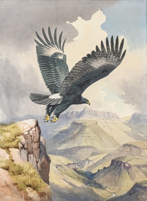 Lot 103 - John Cyril Harrison (1898-1985). A Verreaux Eagle, signed watercolour