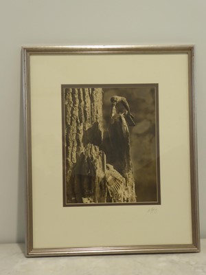 Lot 111 - Eric Hosking OBE Hon. FRPS FBIPP (1909-1991). Set of original photographs, c.1935-55