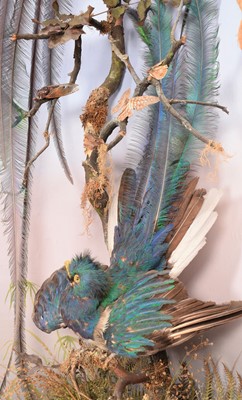 Lot 167 - Taxidermy: A Pair of Resplendant Quetzal's...