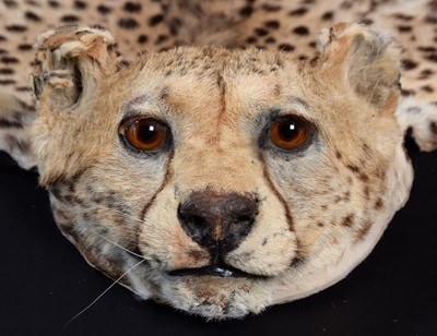 Lot 301 - Taxidermy: African Cheetah (Acinonyx jubatus),...