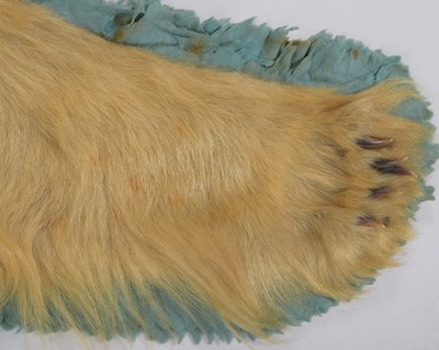 Lot 239 - Taxidermy: Polar Bear Skin (Ursus Maritimus),...