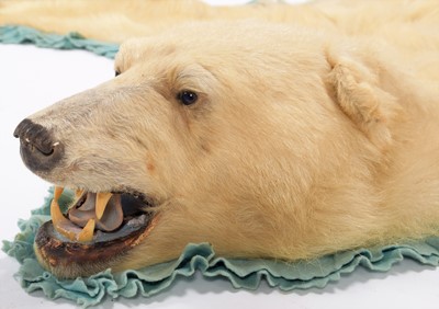 Lot 239 - Taxidermy: Polar Bear Skin (Ursus Maritimus),...