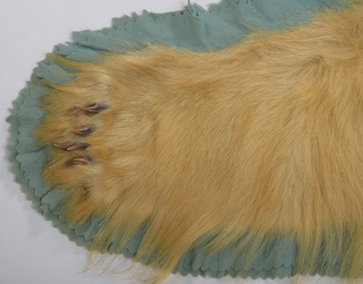 Lot 239 - Taxidermy: Polar Bear Skin (Ursus Maritimus),...