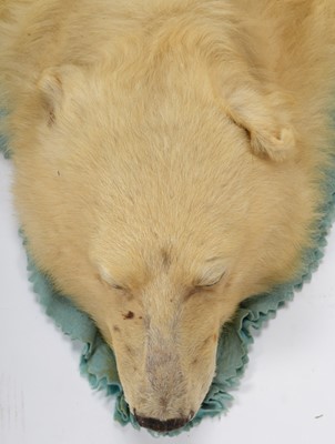 Lot 239 - Taxidermy: Polar Bear Skin (Ursus Maritimus),...