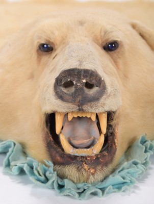 Lot 239 - Taxidermy: Polar Bear Skin (Ursus Maritimus),...