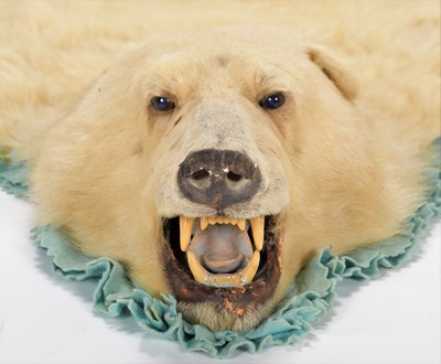 Lot 239 - Taxidermy: Polar Bear Skin (Ursus Maritimus),...