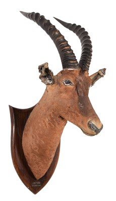 Lot 241 - Taxidermy: Tiang (Damaliscus tiang), dated...