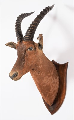 Lot 131 - Taxidermy: Tiang (Damaliscus tiang), dated...