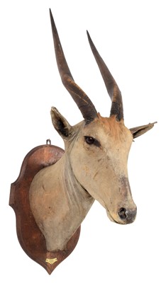 Lot 272 - Taxidermy: Cape Eland (Taurotragus oryx),...