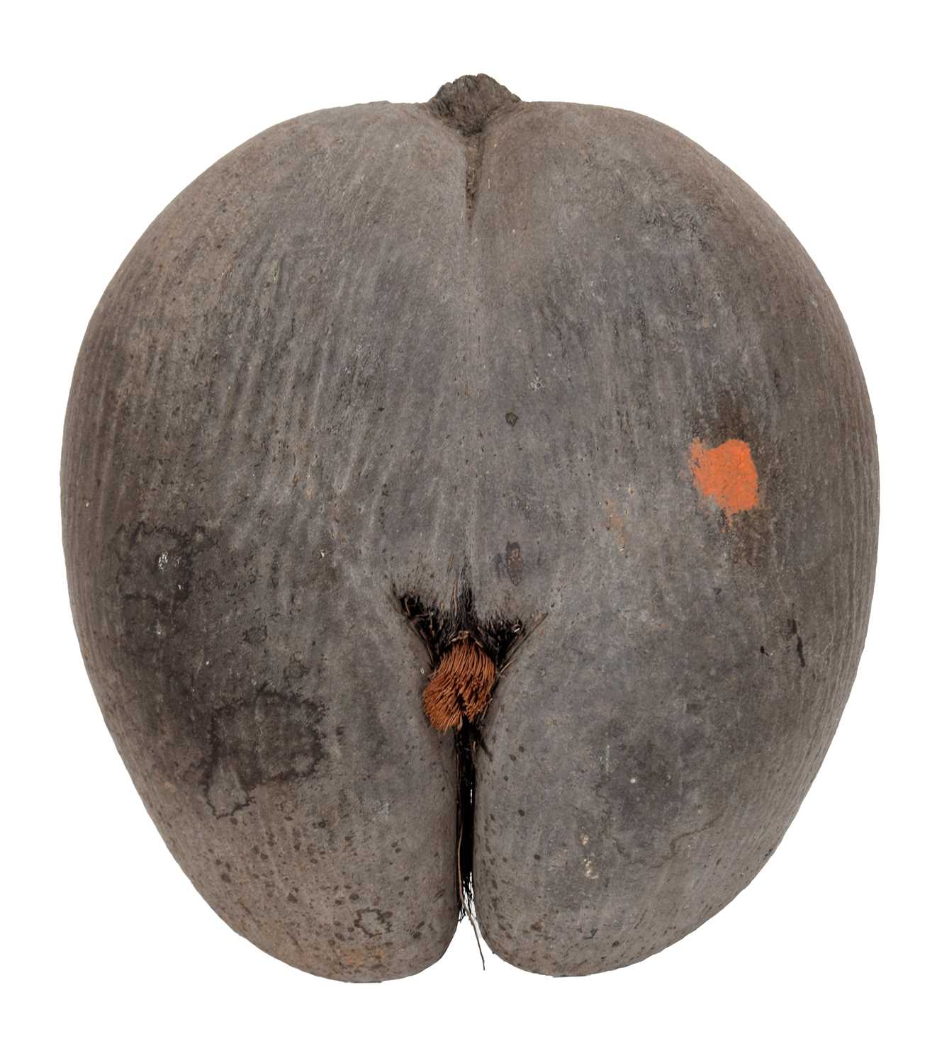 Lot 219 - Natural History: A Large Coco de Mer Nut