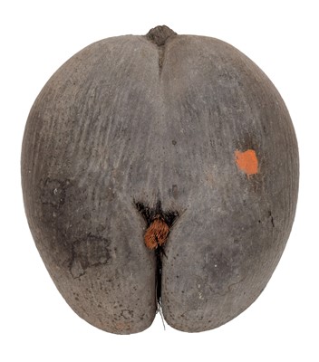 Lot 219 - Natural History: A Large Coco de Mer Nut...