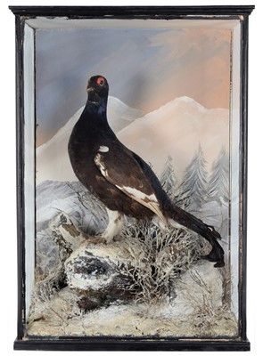 Lot 49 - Taxidermy: A Late Victorian Cased Black Grouse...