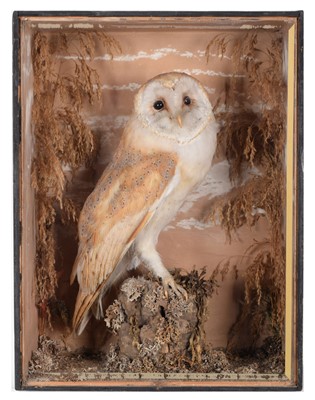 Lot 54 - Taxidermy: A Late Victorian Cased Barn Owl...