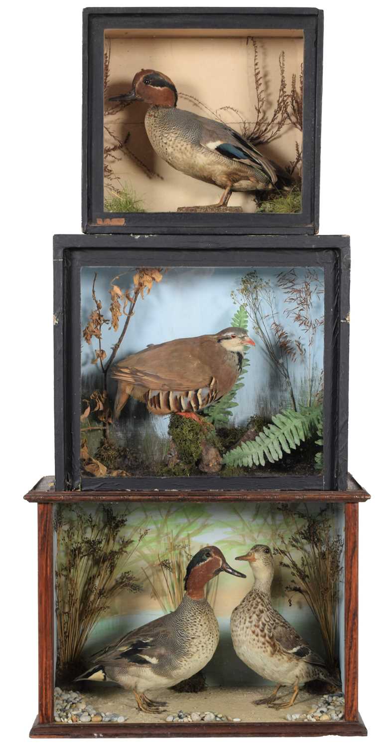 Lot 27 - Taxidermy: Cased Partridge and Teal, a cased...