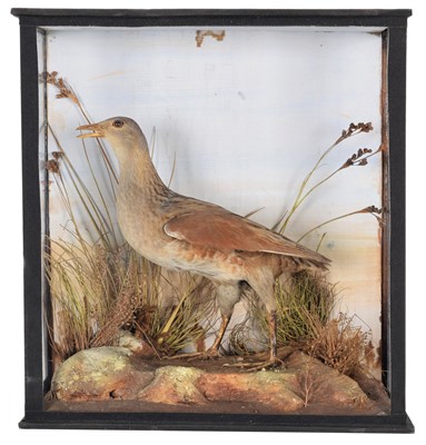 Lot 57 - Taxidermy: A Late Victorian Cased Corncrake...