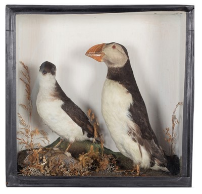 Lot 66 - Taxidermy: A Late Victorian Cased Puffin &...