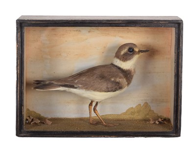 Lot 17 - Taxidermy: A Victorian Cased Kentish Plover...