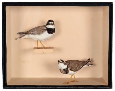 Lot 9 - Taxidermy: A Late Victorian Cased Pair of...