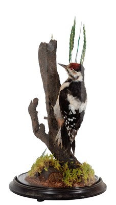 Lot 8 - Taxidermy: Greater Spotted Woodpecker...
