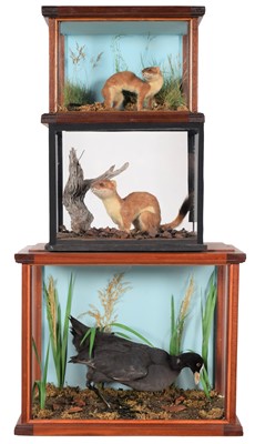 Lot 30 - Taxidermy: Cased Stoats & Coot, circa late...